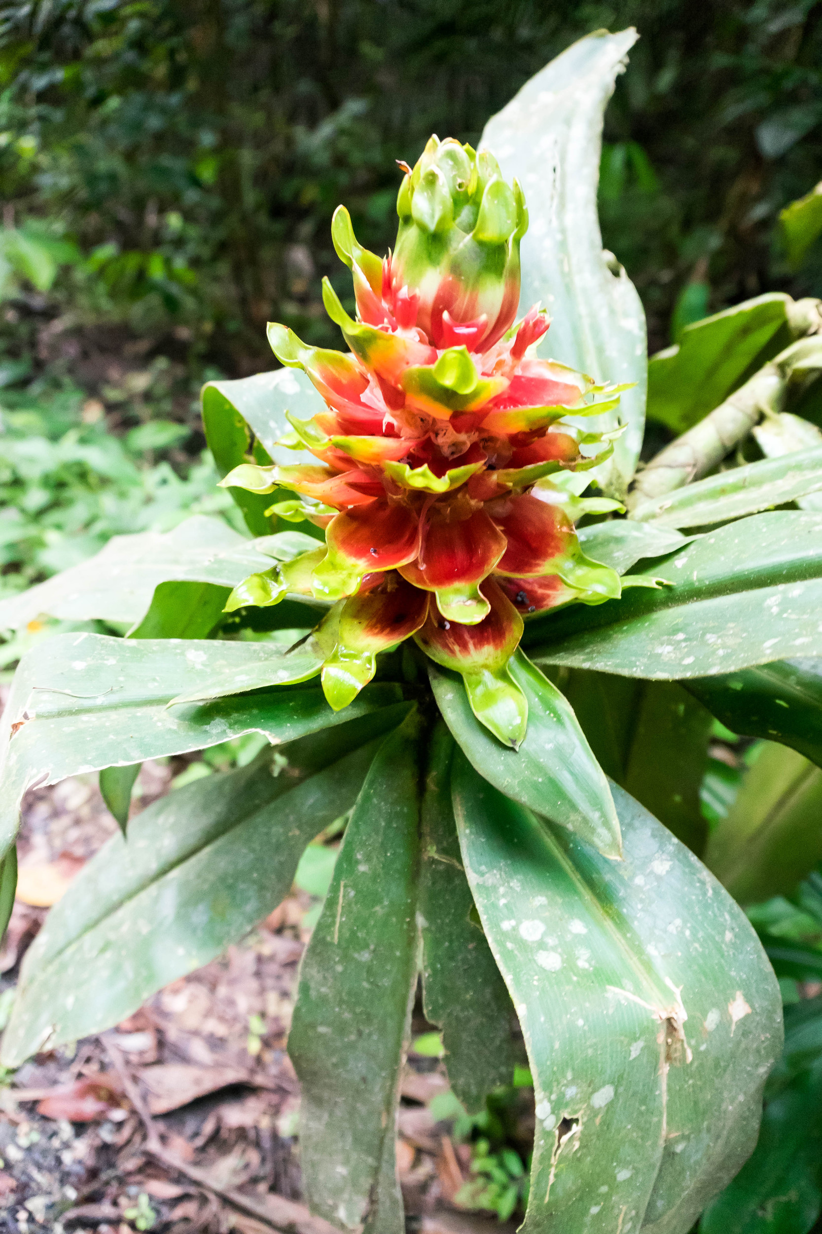 Panama--nighttime rainforest tour-s028-r4